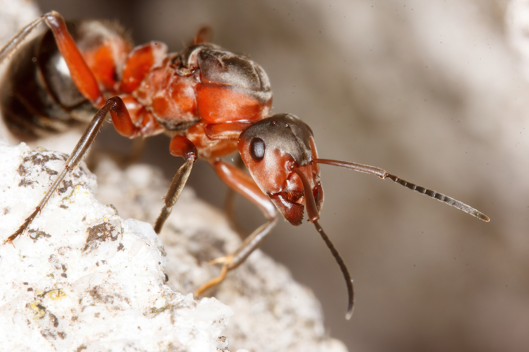 Formica rufa
